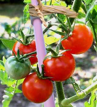 Piquet de tomate Tutorev