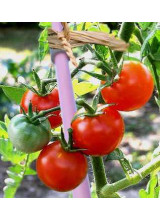 Piquet de tomate Tutorev.